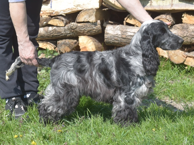 Perros Cocker Spaniel Inglés en venta