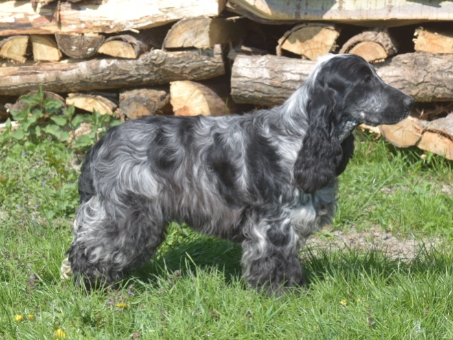 Perros Cocker Spaniel Inglés en venta