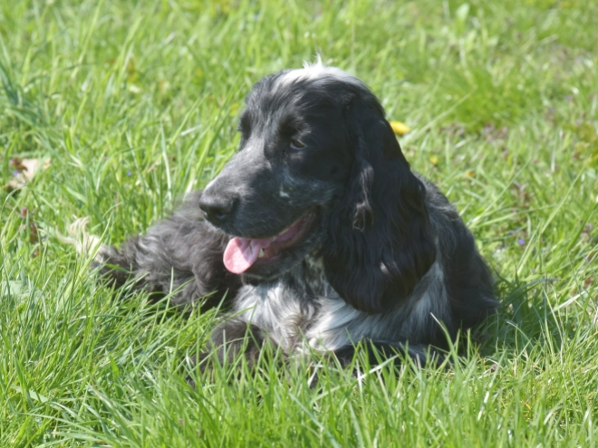 Perros Cocker Spaniel Inglés en venta