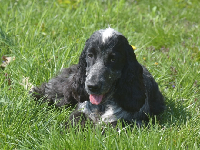 Perros Cocker Spaniel Inglés en venta