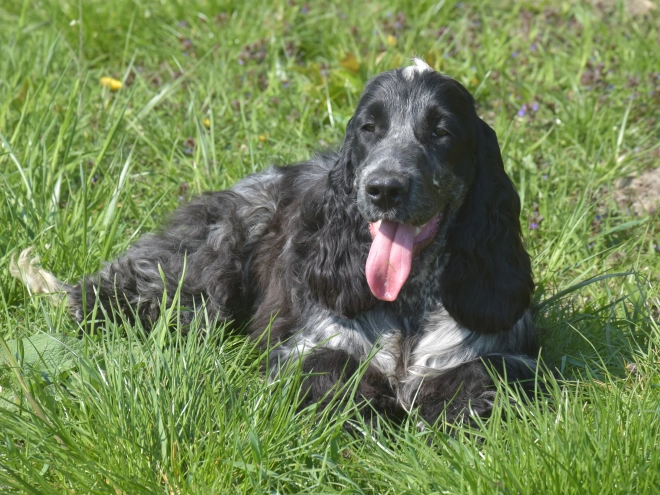 Perros Cocker Spaniel Inglés en venta