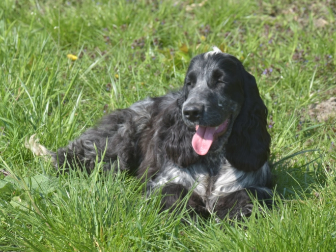 Perros Cocker Spaniel Inglés en venta