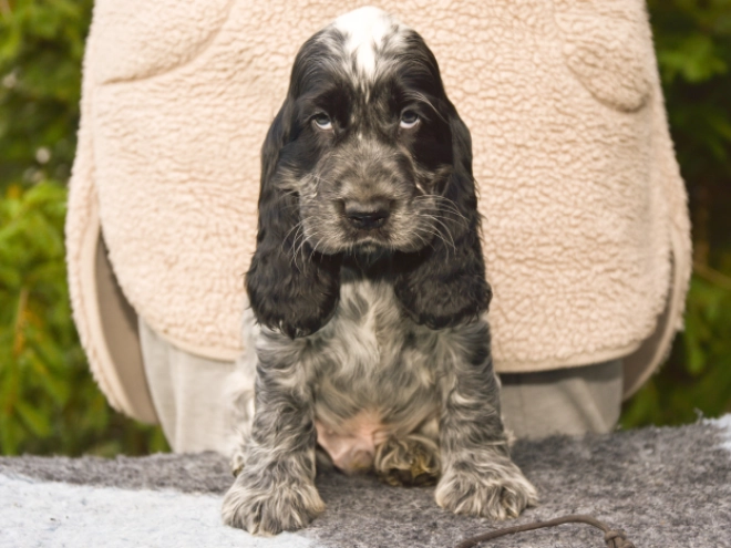 Perros Cocker Spaniel Inglés en venta