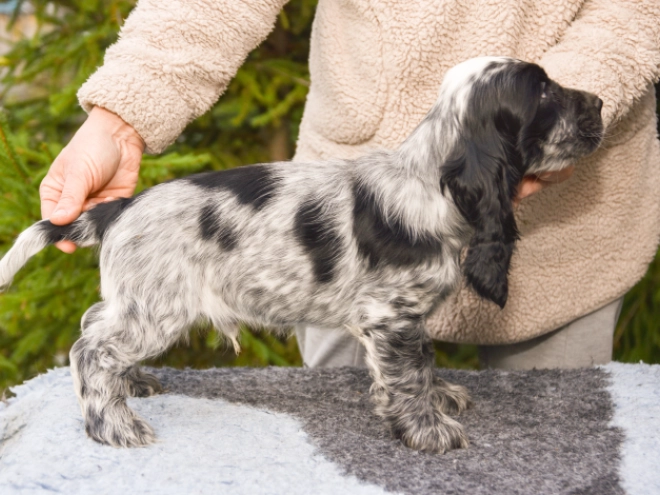 Perros Cocker Spaniel Inglés en venta