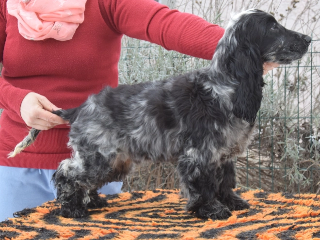 Perros Cocker Spaniel Inglés en venta