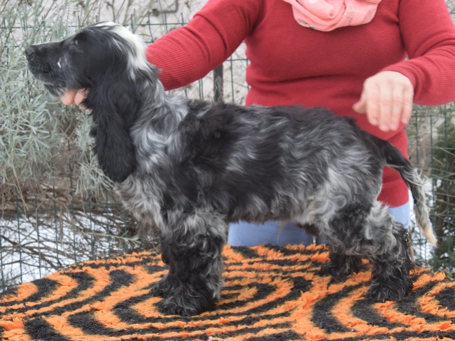 Perros Cocker Spaniel Inglés en venta