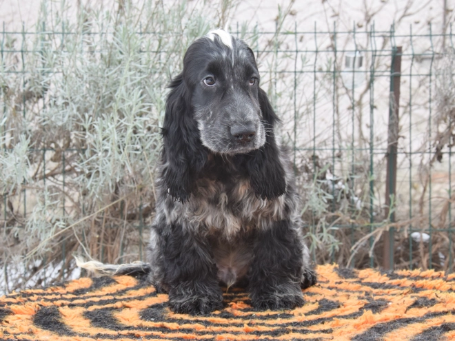 Perros Cocker Spaniel Inglés en venta
