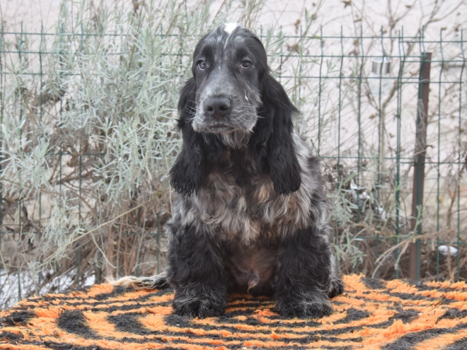 Perros Cocker Spaniel Inglés en venta