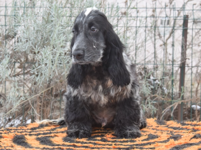 Perros Cocker Spaniel Inglés en venta