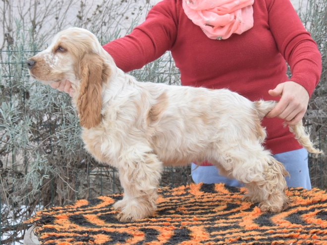 Perros Cocker Spaniel Inglés en venta