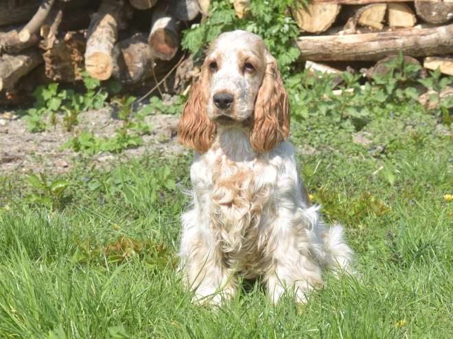 Perros Cocker Spaniel Inglés en venta