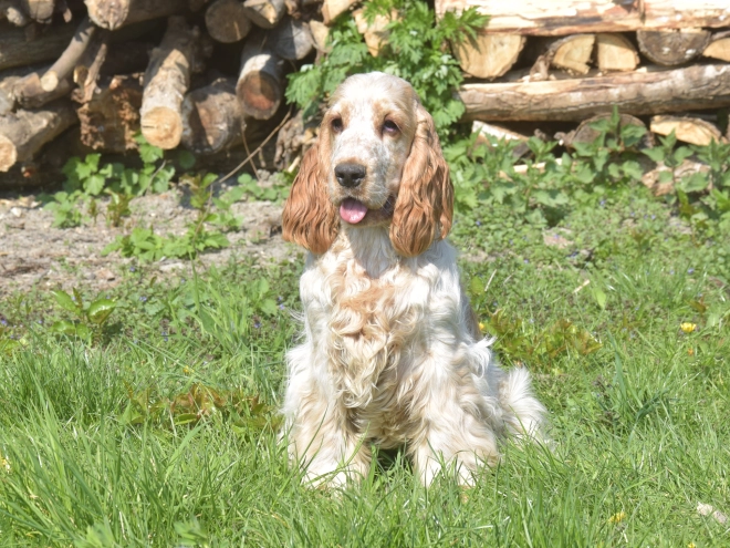 Perros Cocker Spaniel Inglés en venta