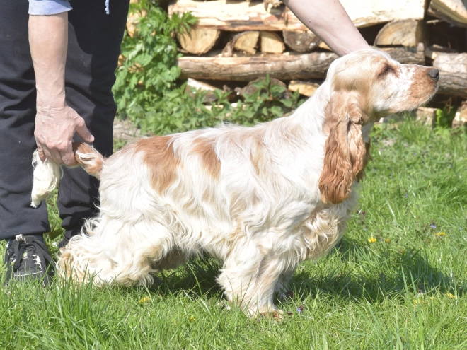 Perros Cocker Spaniel Inglés en venta