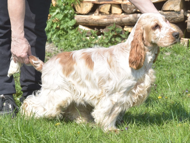 Perros Cocker Spaniel Inglés en venta