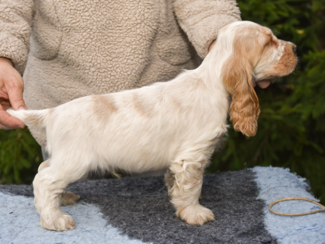 Perros Cocker Spaniel Inglés en venta