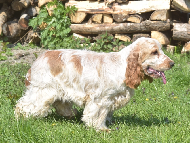 Perros Cocker Spaniel Inglés en venta