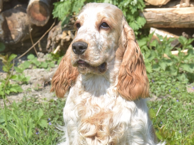 Perros Cocker Spaniel Inglés en venta