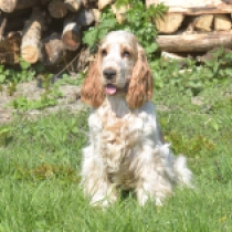 George Smiley, orange roan English Cocker Spaniel for sale
