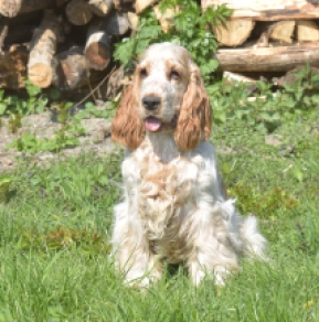 Perros Cocker Spaniel Inglés en venta