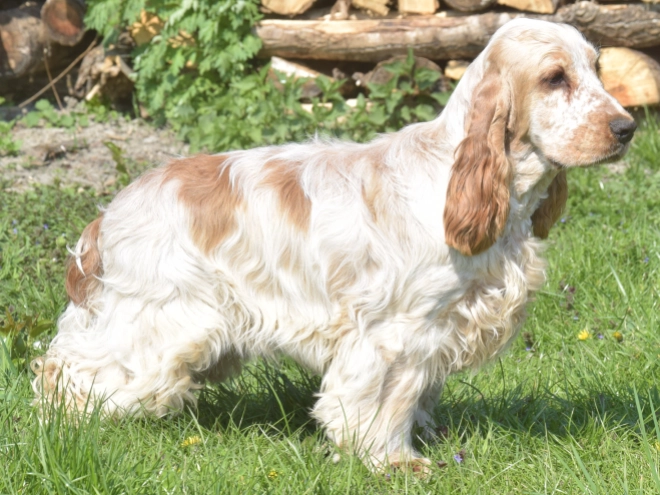 Perros Cocker Spaniel Inglés en venta