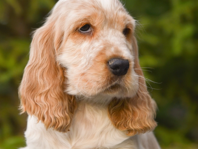 Perros Cocker Spaniel Inglés en venta