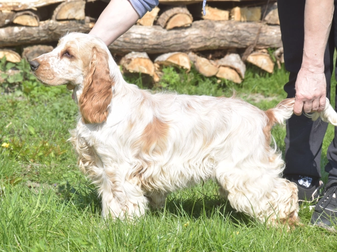 Perros Cocker Spaniel Inglés en venta