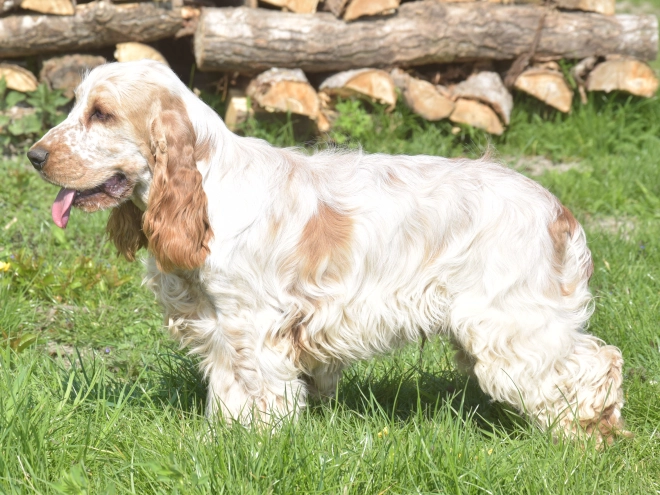 Perros Cocker Spaniel Inglés en venta