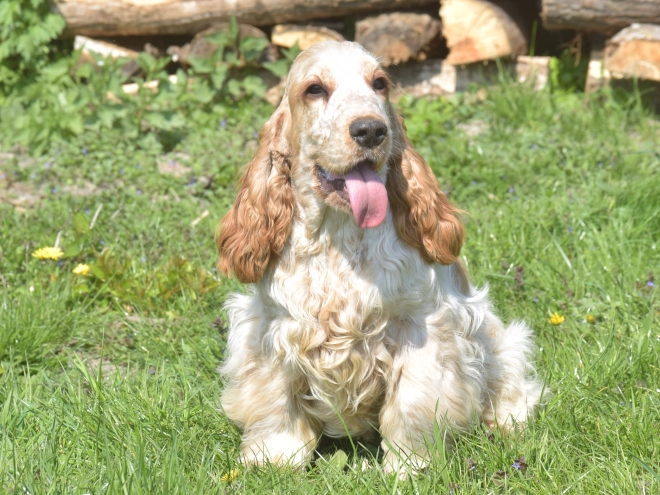 Perros Cocker Spaniel Inglés en venta