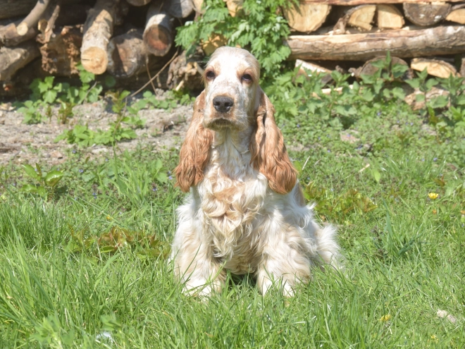 Perros Cocker Spaniel Inglés en venta