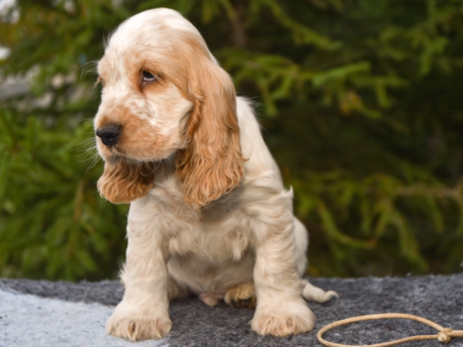 Perros Cocker Spaniel Inglés en venta