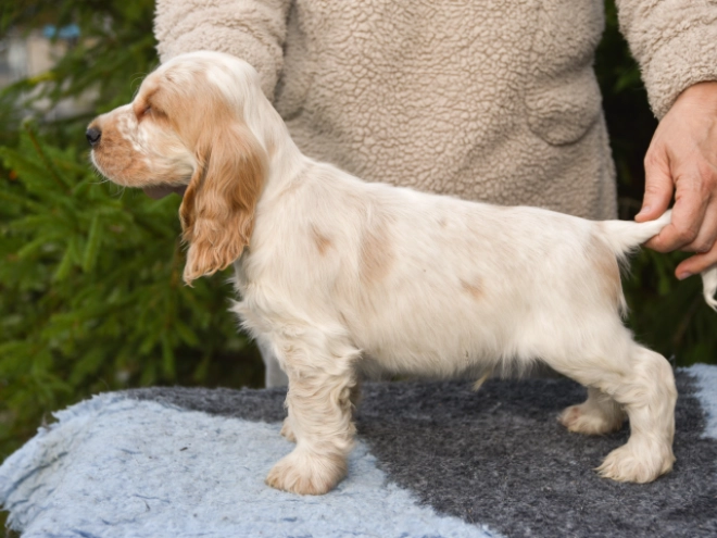Perros Cocker Spaniel Inglés en venta