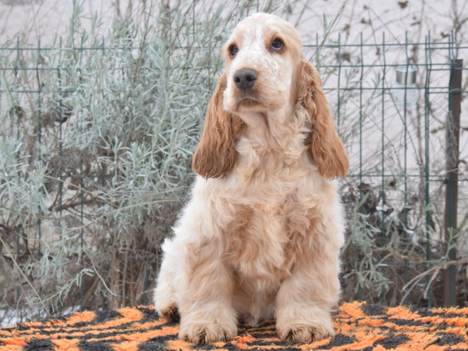 Perros Cocker Spaniel Inglés en venta