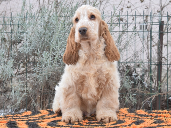 Perros Cocker Spaniel Inglés en venta