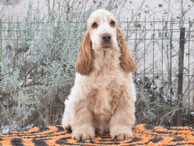 Perros Cocker Spaniel Inglés en venta