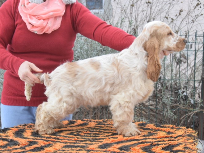 Perros Cocker Spaniel Inglés en venta