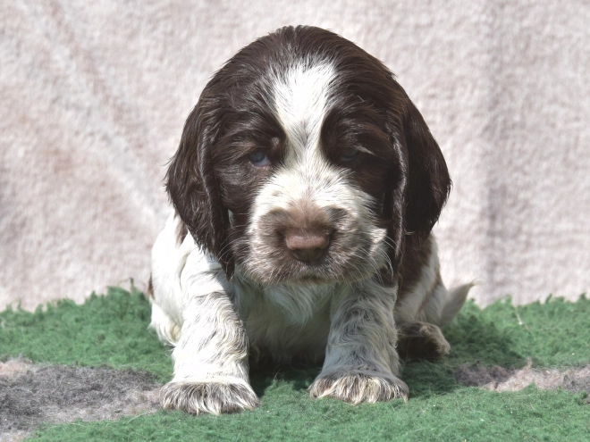 Perros Cocker Spaniel Inglés en venta