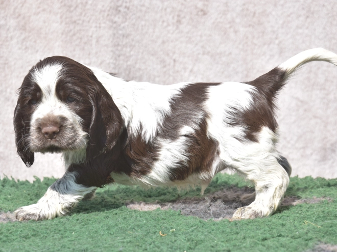Perros Cocker Spaniel Inglés en venta