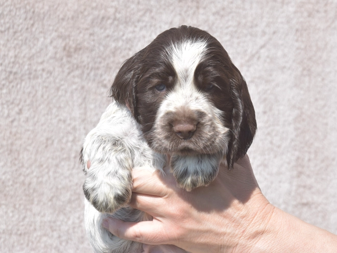 Perros Cocker Spaniel Inglés en venta