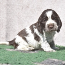 Bugsy, liver roan English Cocker Spaniel for sale