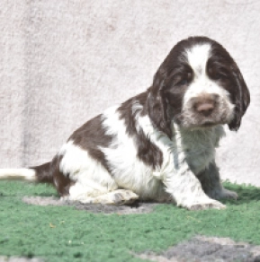Perros Cocker Spaniel Inglés en venta