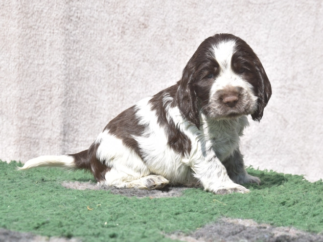 Perros Cocker Spaniel Inglés en venta