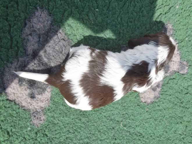 Perros Cocker Spaniel Inglés en venta