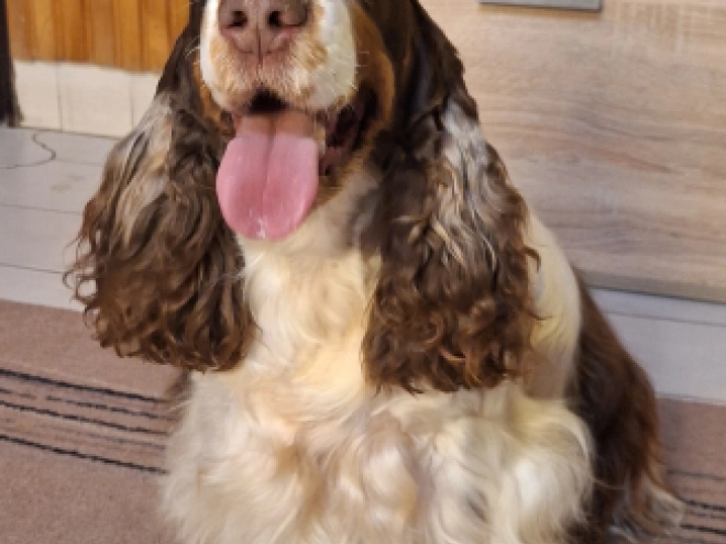 Perros Cocker Spaniel Inglés en venta