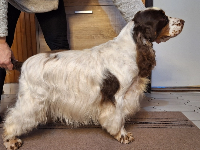 Perros Cocker Spaniel Inglés en venta