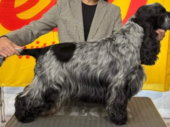 Perros Cocker Spaniel Inglés en venta