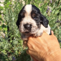 Lexus, blue roan and tan English Cocker Spaniel for sale