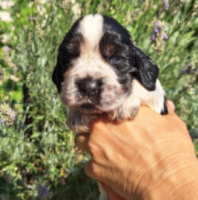 English Cocker Spaniel puppy for sale