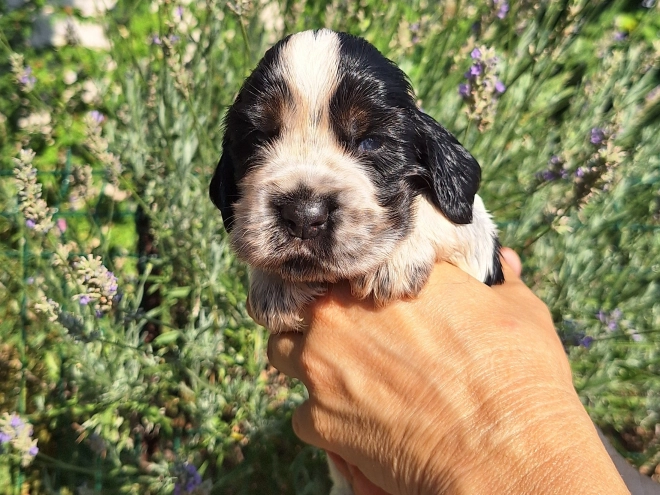 English Cocker Spaniel puppy for sale
