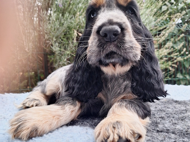 Englischer Cocker Spaniel Welpe kaufen