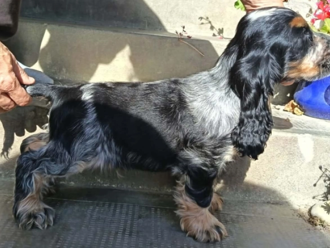 Englischer Cocker Spaniel Welpe kaufen